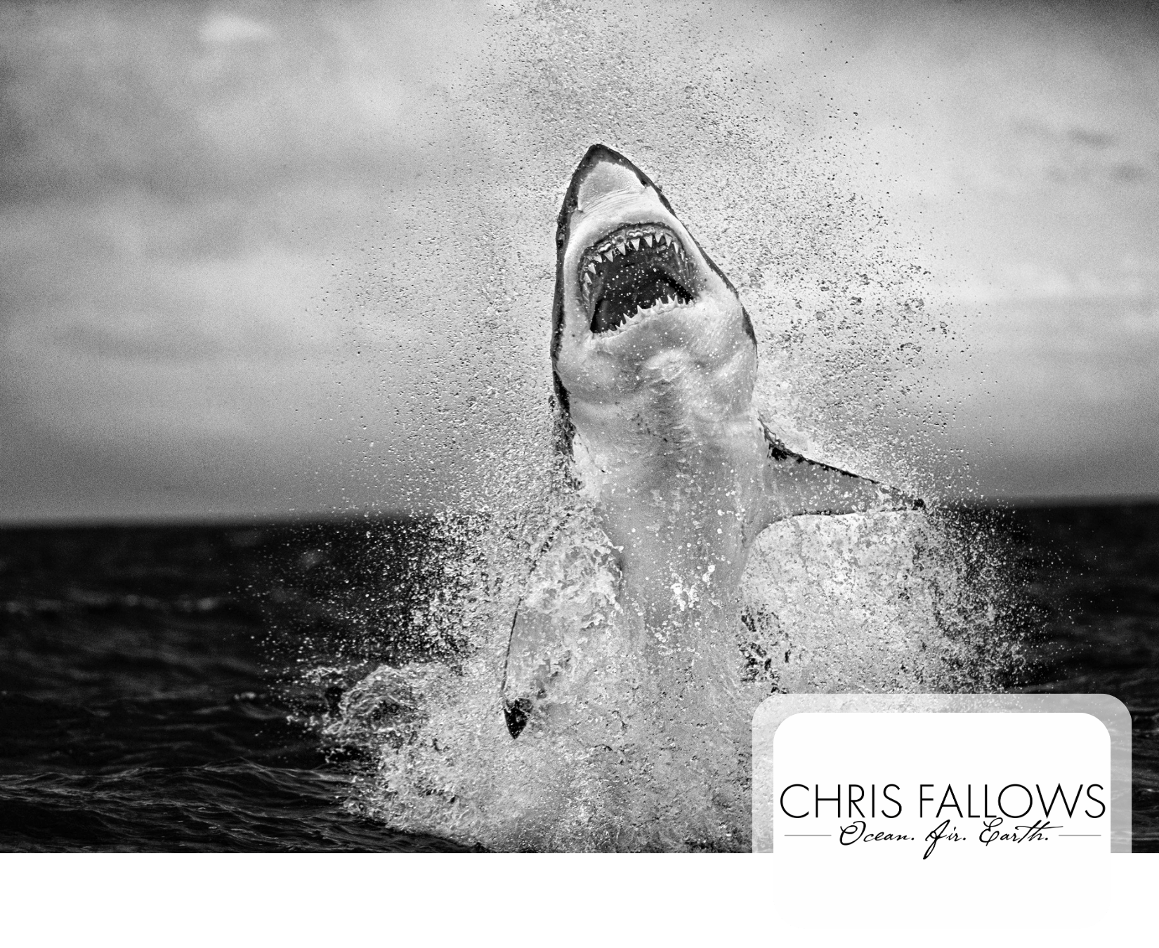 Global Wildlife Artist Showcase